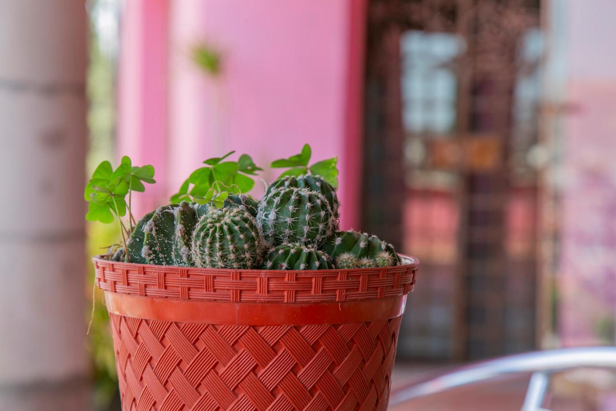 Hotel Chocolate Suites Guanajuato Dış mekan fotoğraf
